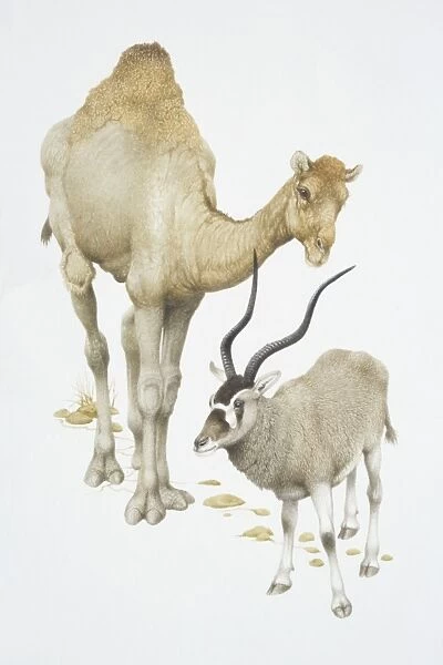 Camelus dromedarius and addax nasomaculatus, Dromedary camel and Addax, front view