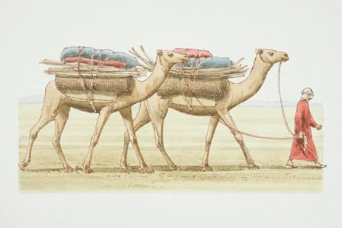 Framed Print : Camelus dromedarius, two Dromedaries with load on their backs being led by a man in arab dress across the desert, side view
