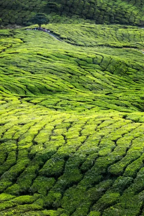 Framed Print : Cameron Tea Plantation