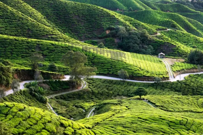 Framed Print : Cameron Tea Plantation