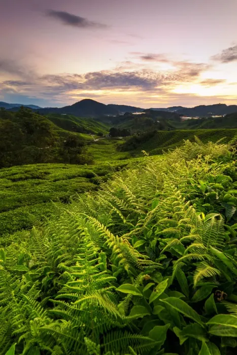 Framed Print : Cameron Tea Plantation