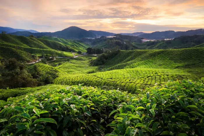 Framed Print : Cameron Tea Plantation Framed Print : Cameron Tea Plantation