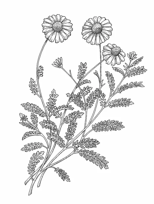 Framed Print : Camomile. Dorling Kindersley Prints