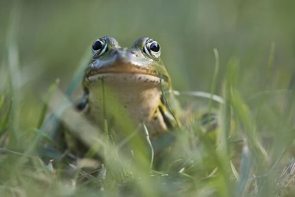 camouflaged, camouflaging, cropped, green, green frog, head shots, looks, natural environment