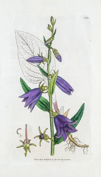 Framed Print : Campanula bell flower Framed Print : Campanula bell flower