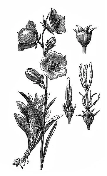 Campanula persicifolia (peach-leaved bellflower)
