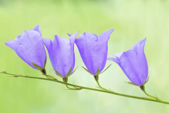 Framed Print : Campanula Platycodon (bell flower) Framed Print : Campanula Platycodon (bell flower)