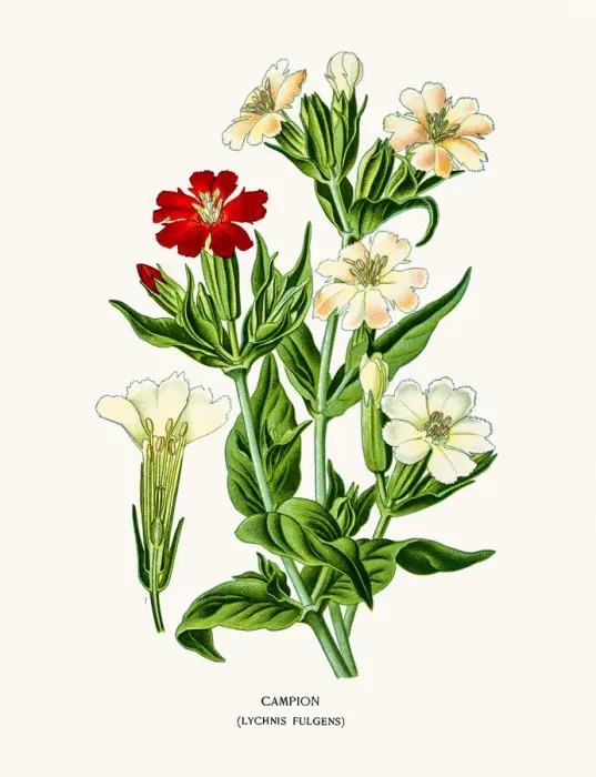 Framed Print : Campion flower Framed Print : Campion flower