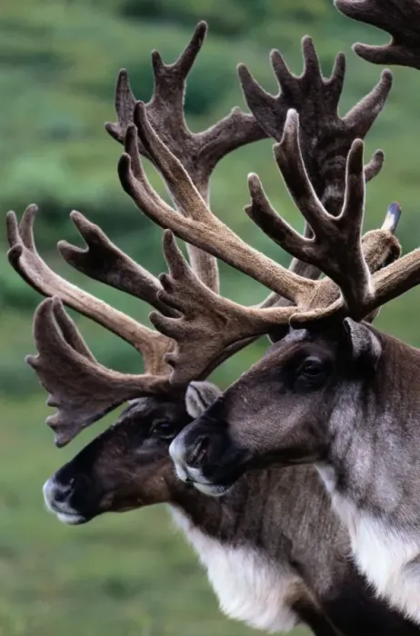 Framed Print : Canada and, found in parts of Alaska, Denali National Park. European name: reindeer