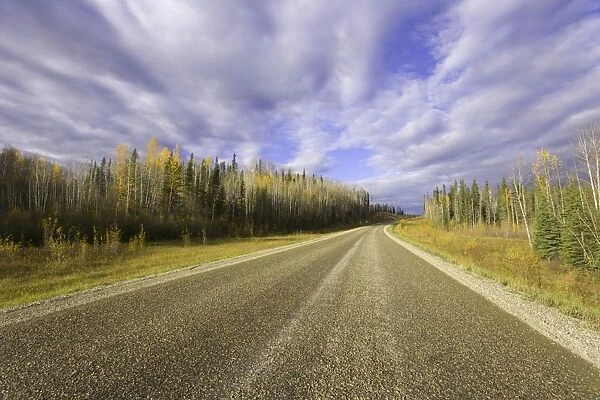 Canada, British Columbia, quaking aspen trees beside highway, autumn
