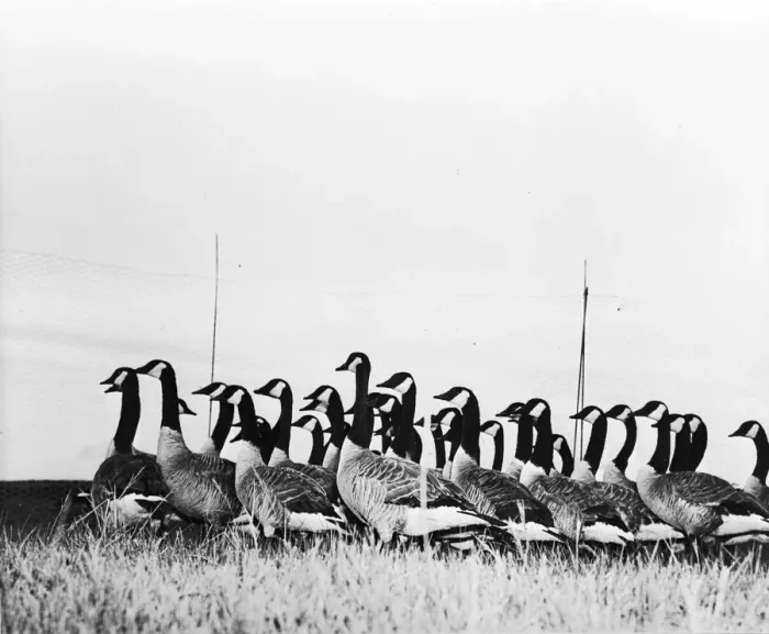 Framed Print : Canada Geese Framed Print : Canada Geese