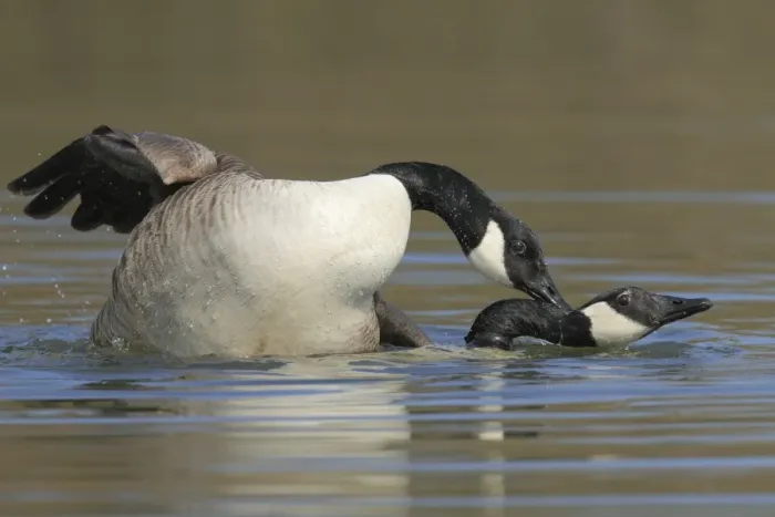 Framed Print : Canada geese -Branta canadensis- mating in water Framed Print : Canada geese -Branta canadensis- mating in water