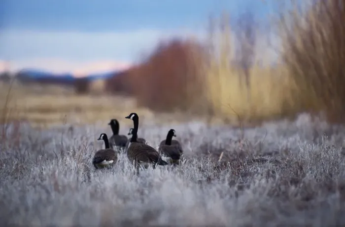 Framed Print : Canada geese (Branta canadensis), rear view Framed Print : Canada geese (Branta canadensis), rear view