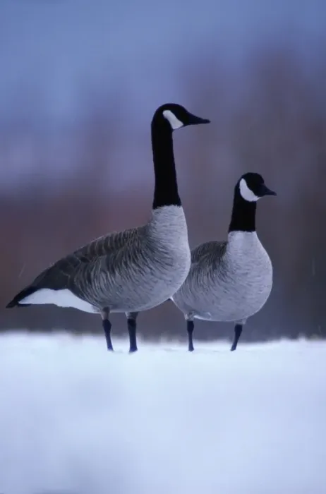 Framed Print : Canada geese (Branta canadensis) in snow Framed Print : Canada geese (Branta canadensis) in snow