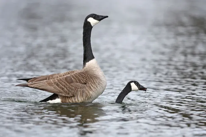 Framed Print : Canada Geese mating Framed Print : Canada Geese mating