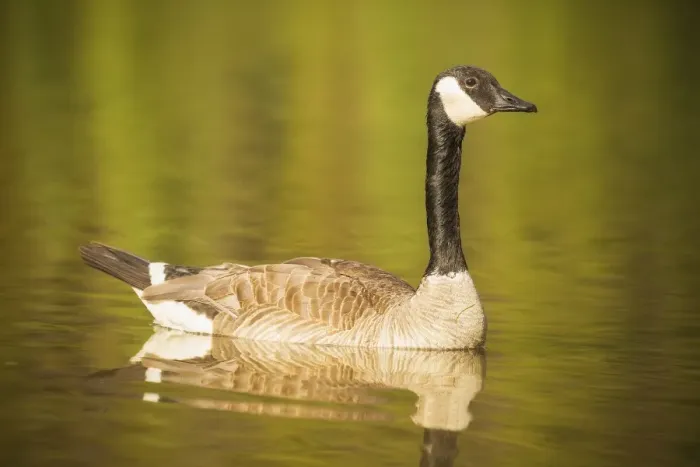 Framed Print : Canada Goose Framed Print : Canada Goose