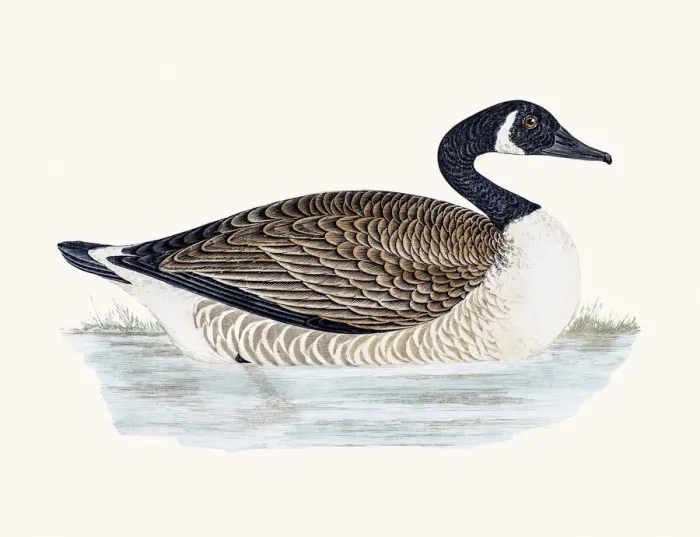 Framed Print : Canada Goose Framed Print : Canada Goose