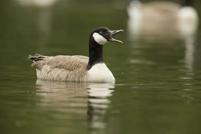Framed Print : Canada Goose -Branta canadensis-, North Rhine-Westphalia, Germany Framed Print : Canada Goose -Branta canadensis-, North Rhine-Westphalia, Germany