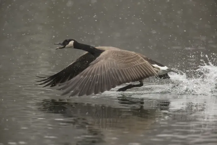 Framed Print : Canada Goose -Branta canadensis-, Oesinghausen, Bergisches Land, North Rhine-Westphalia, Germany