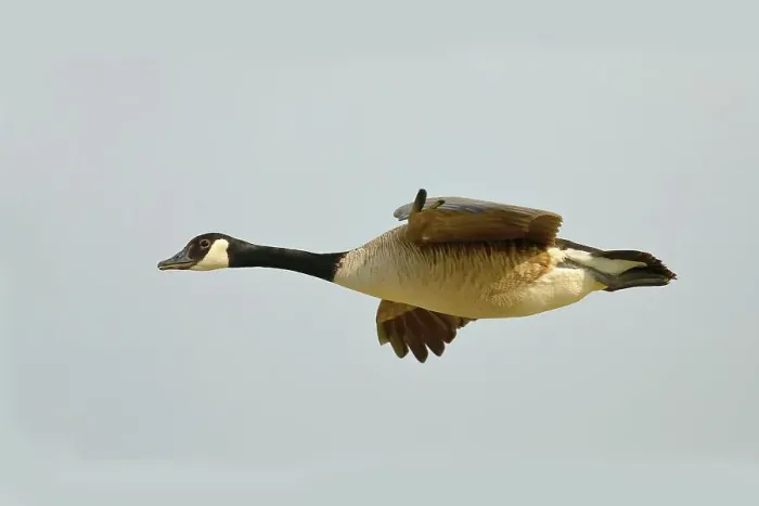 Framed Print : Canada Goose (Branta canadensis), in flight, Gunzenhausen, Altmuehlsee, Franconian Lake District, Franconia, Bavaria, Germany Framed Print : Canada Goose (Branta canadensis), in flight, Gunzenhausen, Altmuehlsee, Franconian Lake District, Franconia, Bavaria, Germany