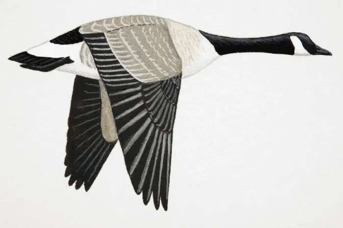Framed Print : Canada Goose (Branta canadensis), adult Framed Print : Canada Goose (Branta canadensis), adult