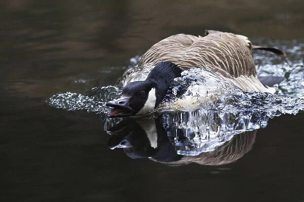 Canada Goose -Branta canadensis- displaying threatening behavior, Naturpark Arnsberger Wald, Sauerland, North Rhine-Westphalia, Germany