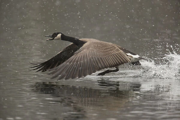 Canada Goose -Branta canadensis-, Oesinghausen, Bergisches Land, North Rhine-Westphalia, Germany