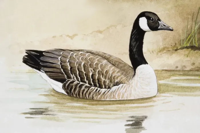 Framed Print : Canada goose (Branta canadensis) in water, side view