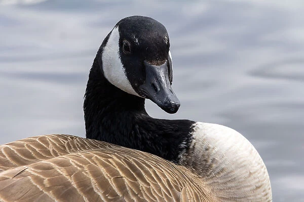 Canada Goose Closeup Portrait