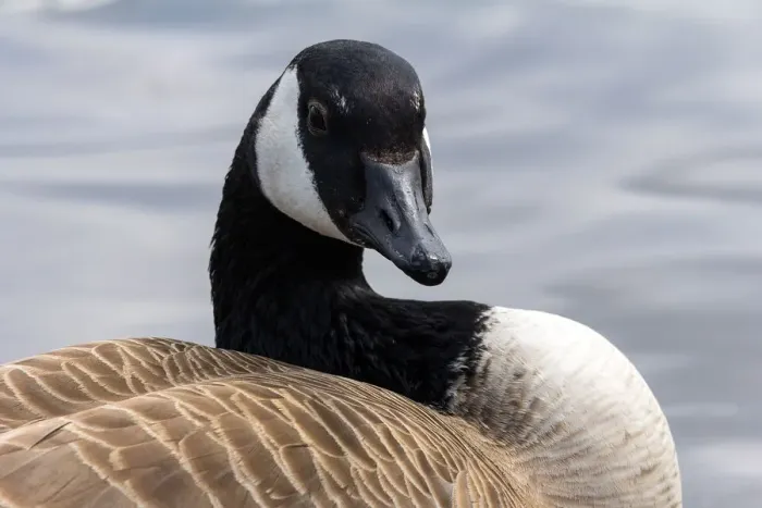 Framed Print : Canada Goose Closeup Portrait