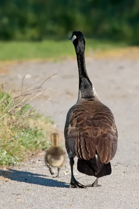 Framed Print : Canada goose family Framed Print : Canada goose family