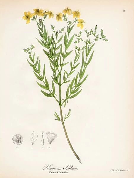 Canada hawkweed botanical engraving 1843