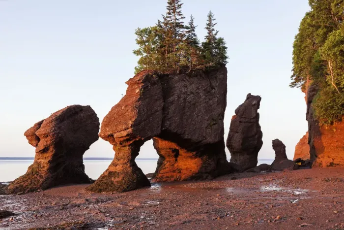 Framed Print : Canada, New Brunswick, Moncton, Hopewell Rocks with trees on top at sunrise Framed Print : Canada, New Brunswick, Moncton, Hopewell Rocks with trees on top at sunrise