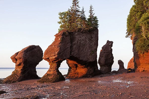 Canada, New Brunswick, Moncton, Hopewell Rocks with trees on top at sunrise