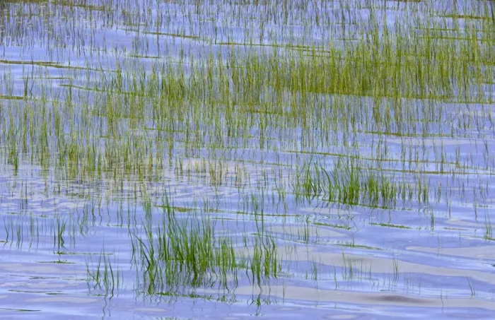 Framed Print : Canada, Nova Scotia, Bay of Fundy, grass sticking out of sea, summer Framed Print : Canada, Nova Scotia, Bay of Fundy, grass sticking out of sea, summer