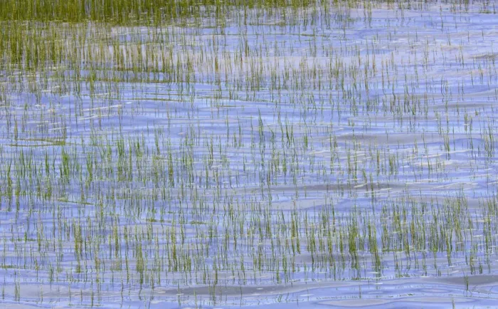 Framed Print : Canada, Nova Scotia, Bay of Fundy, grass sticking out of sea, summer Framed Print : Canada, Nova Scotia, Bay of Fundy, grass sticking out of sea, summer