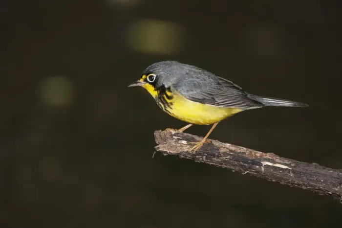 Framed Print : Canada Warbler in spring plumage Framed Print : Canada Warbler in spring plumage