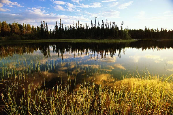 Canada, Yukon territory, trees reflecting in lake at sunrise
