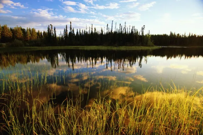 Framed Print : Canada, Yukon territory, trees reflecting in lake at sunrise
