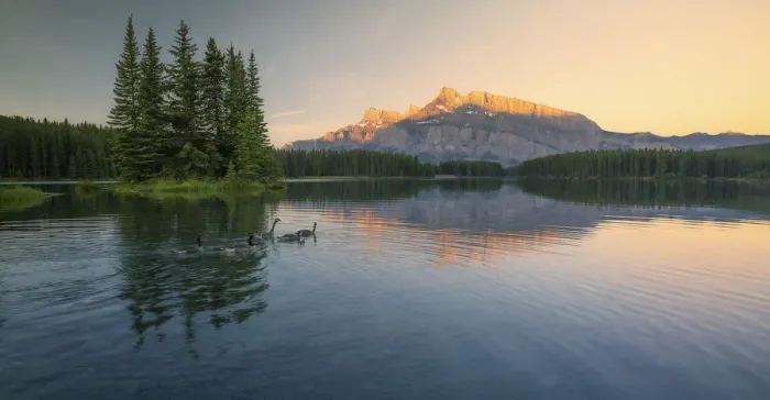 Framed Print : Canadian Geese in Banff Framed Print : Canadian Geese in Banff
