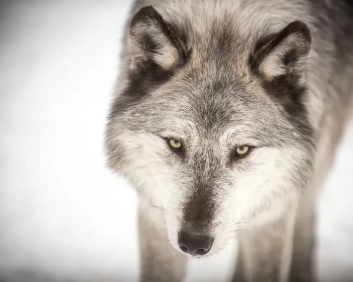 Framed Print : Canadian grey wolf Framed Print : Canadian grey wolf