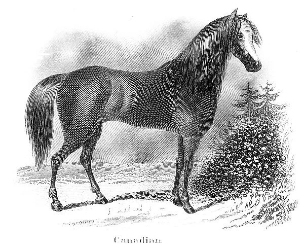 Canadian horse engraving 1873