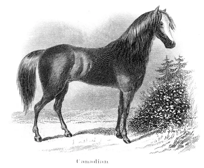 Framed Print : Canadian horse engraving 1873 Framed Print : Canadian horse engraving 1873
