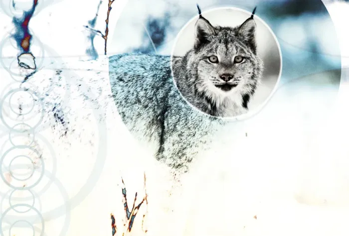 Framed Print : Canadian Lynx Framed Print : Canadian Lynx