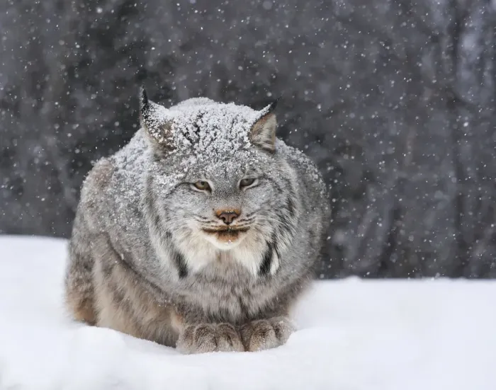 Framed Print : Canadian Lynx Framed Print : Canadian Lynx