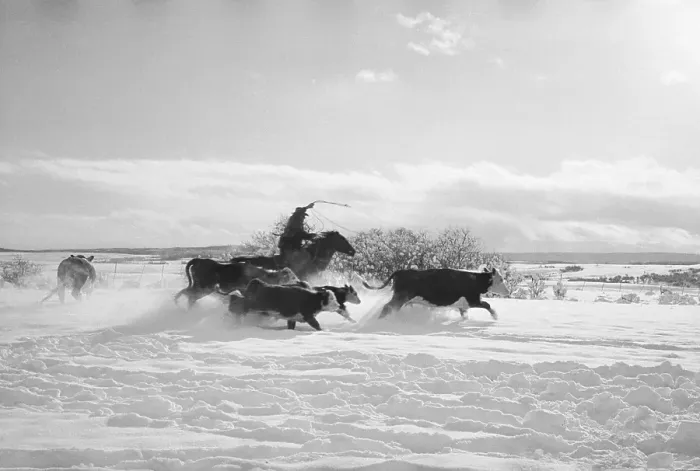 Framed Print : Canadian Rancher