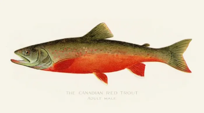 Framed Print : Canadian red trout illustration 1899 Framed Print : Canadian red trout illustration 1899