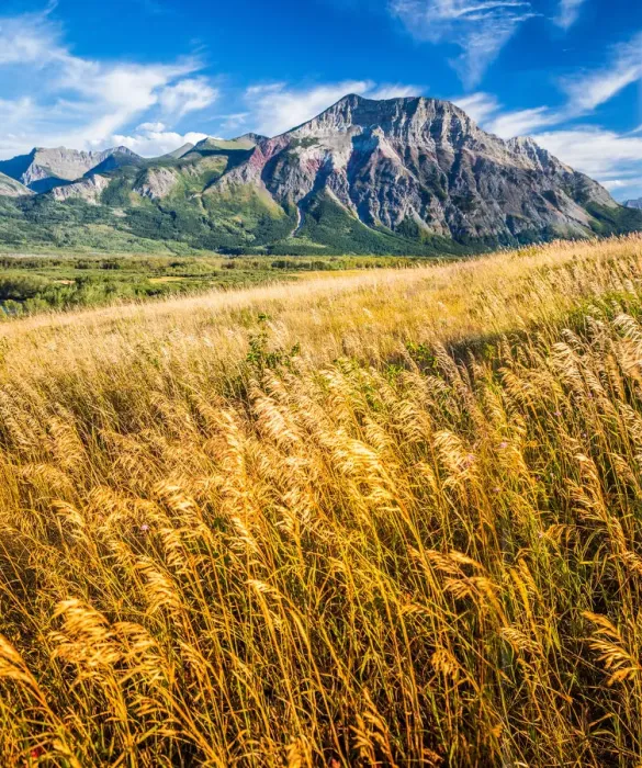 Framed Print : Canadian Rockies and Amber Fields Framed Print : Canadian Rockies and Amber Fields