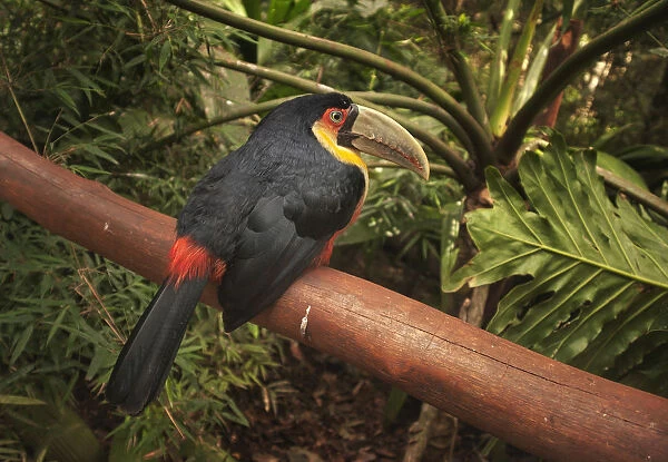 Canal-billed toucan in Iguazu Falls National Park, Brazil