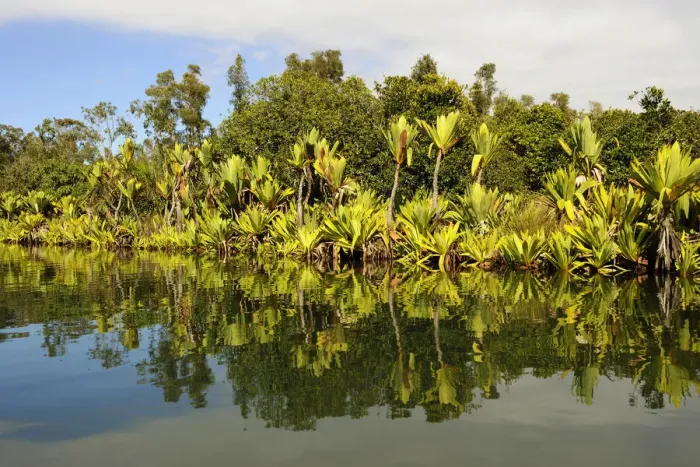 Framed Print : Canal des Pangalanes with various water plants, Tamatave, Madagascar, Africa Framed Print : Canal des Pangalanes with various water plants, Tamatave, Madagascar, Africa
